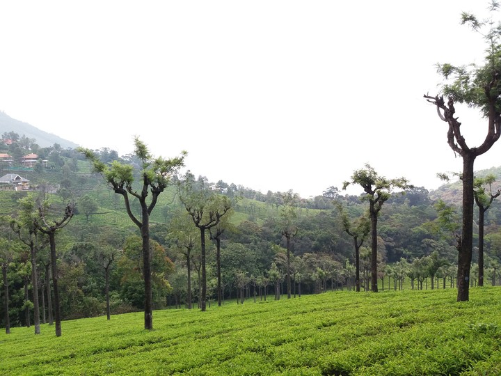 Tea Estate