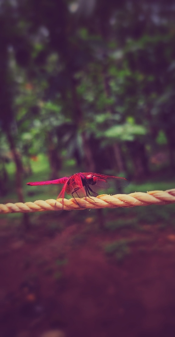 dragonfly