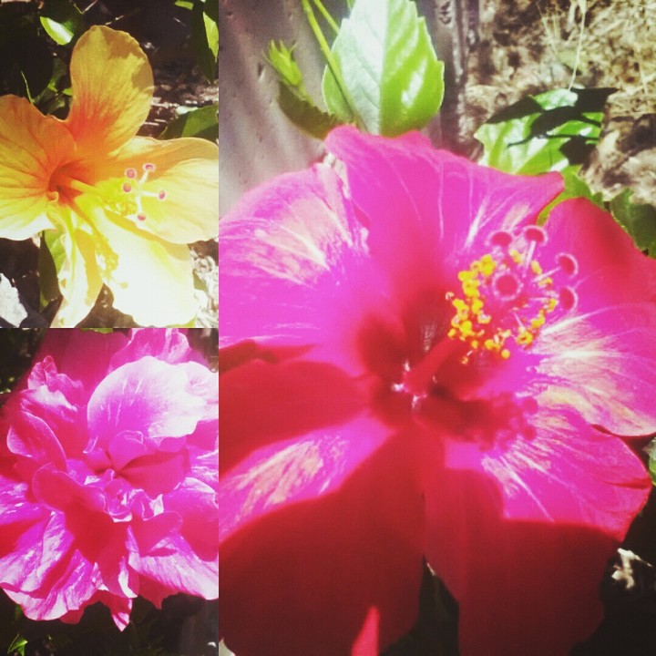 Hibiscus