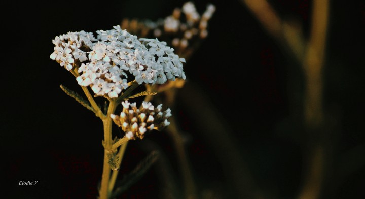 whiteflower