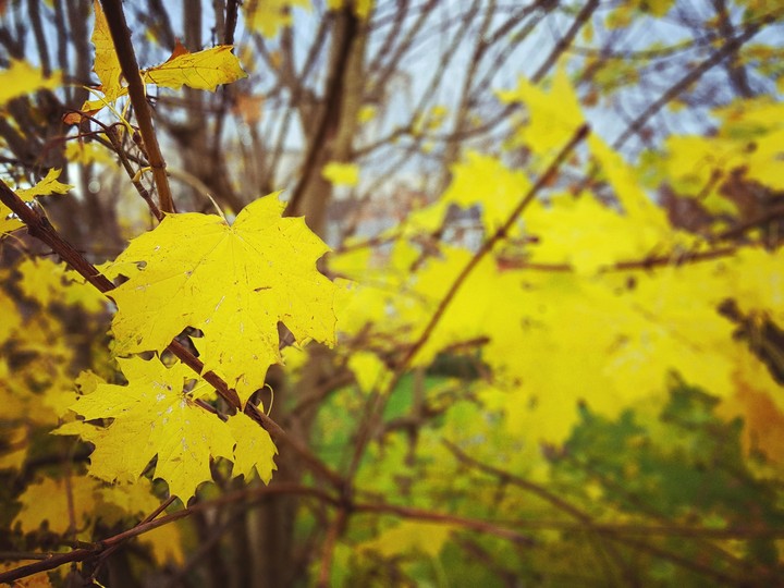 Autumn in York