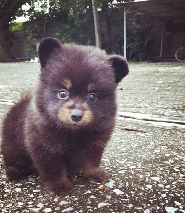 babybär