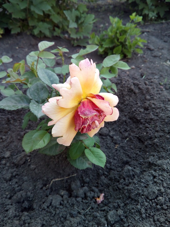 Роза