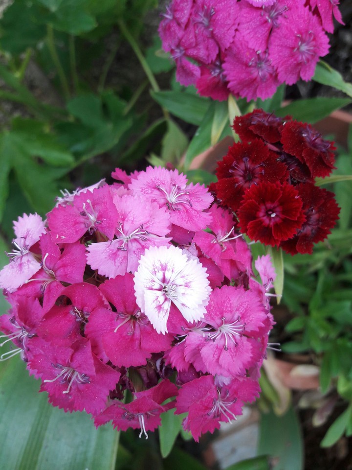 Amazing flowers