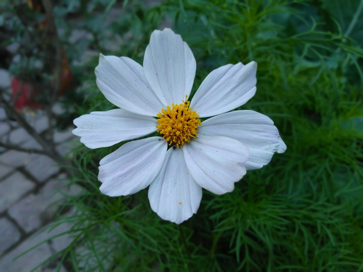 cosmos flower
