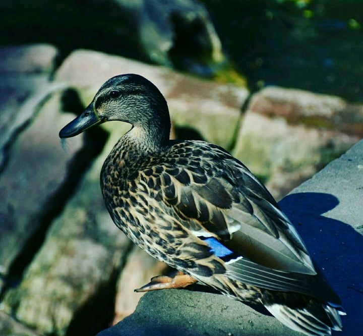 beauty is every where. @choudhary_arif_   #insta