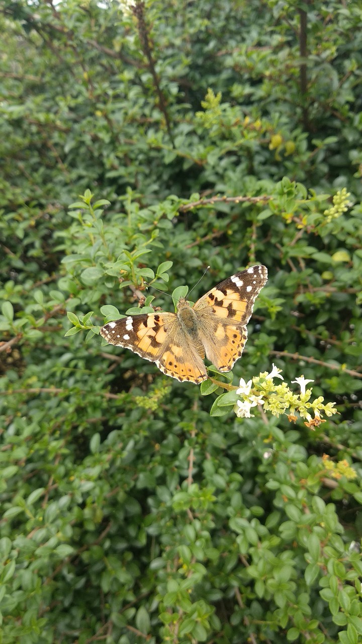 the butterfly