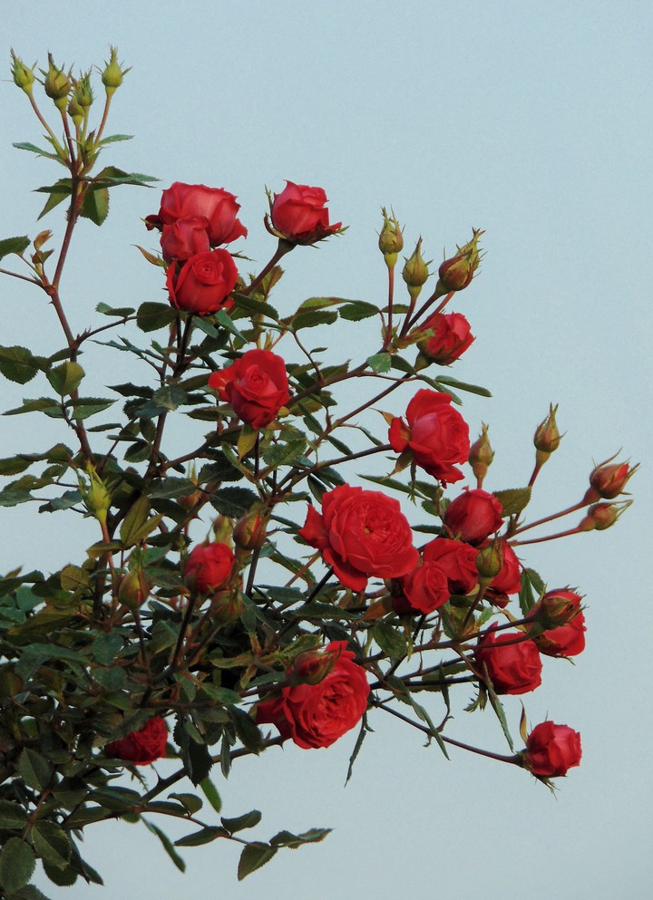 beautiful Red Rose