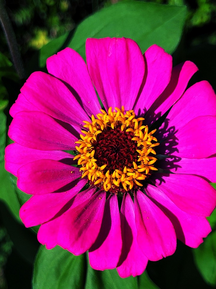 Zinnia
- A hundred days of waiting