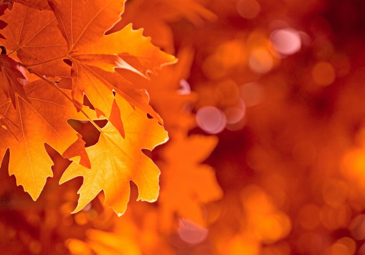 Leaves