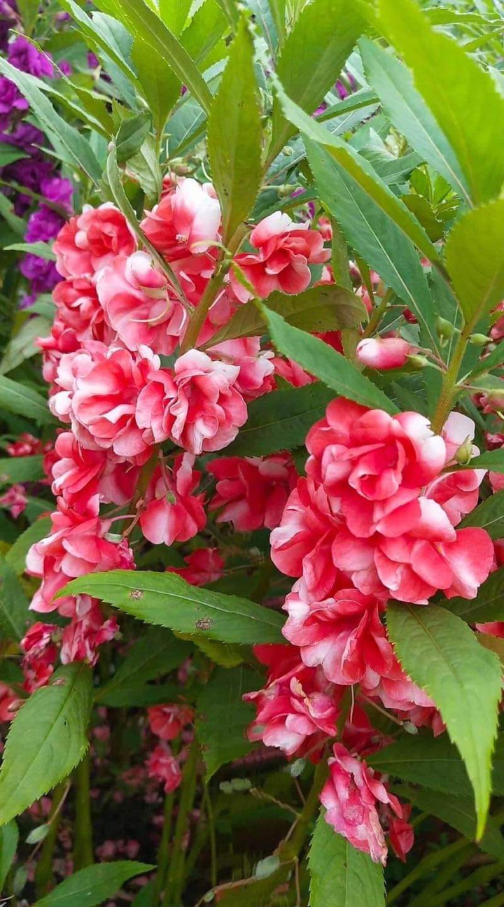 Thai flower "Yot Tian flower"