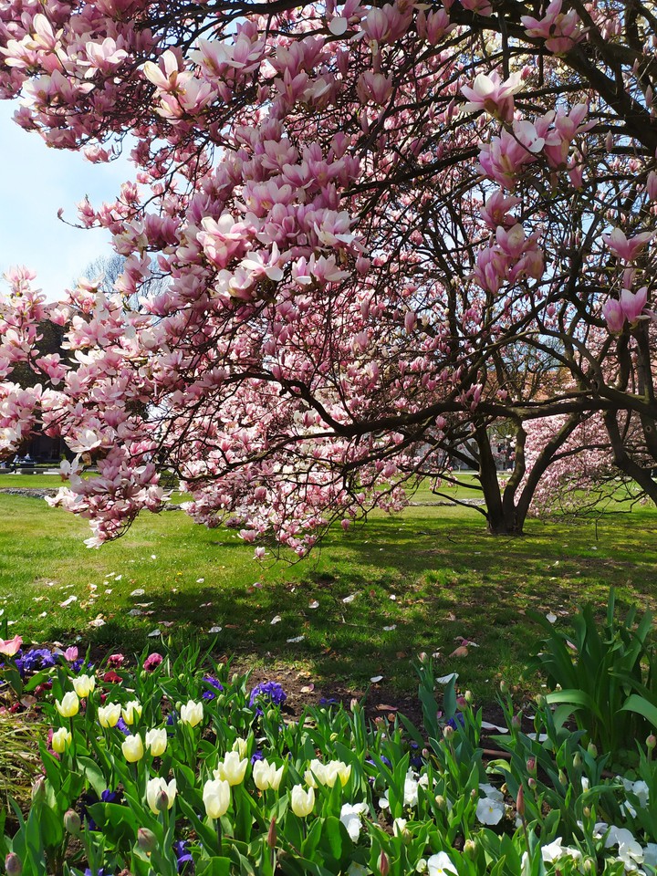 Magnolia