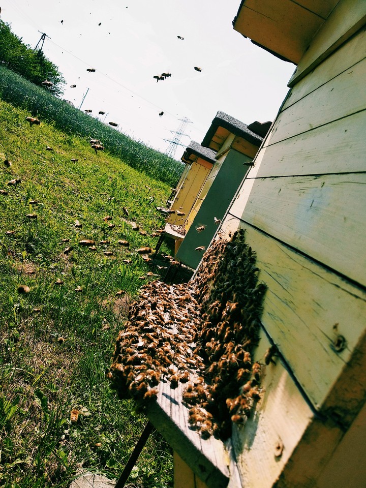 Bees