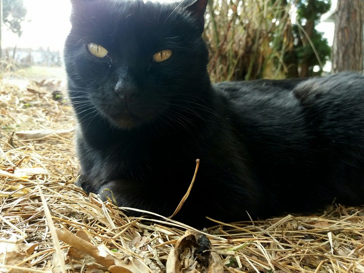 photo by me , my pet :)