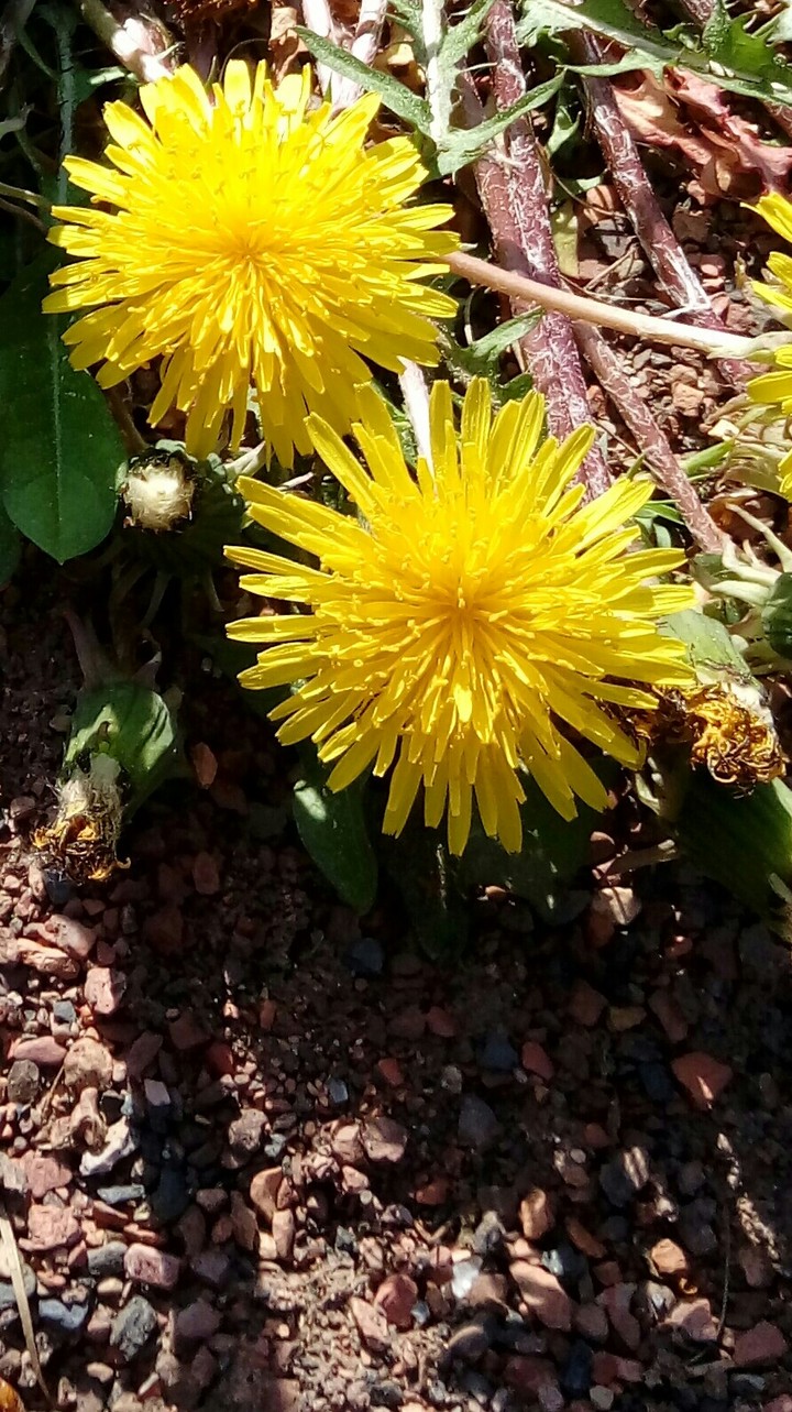 dandelion