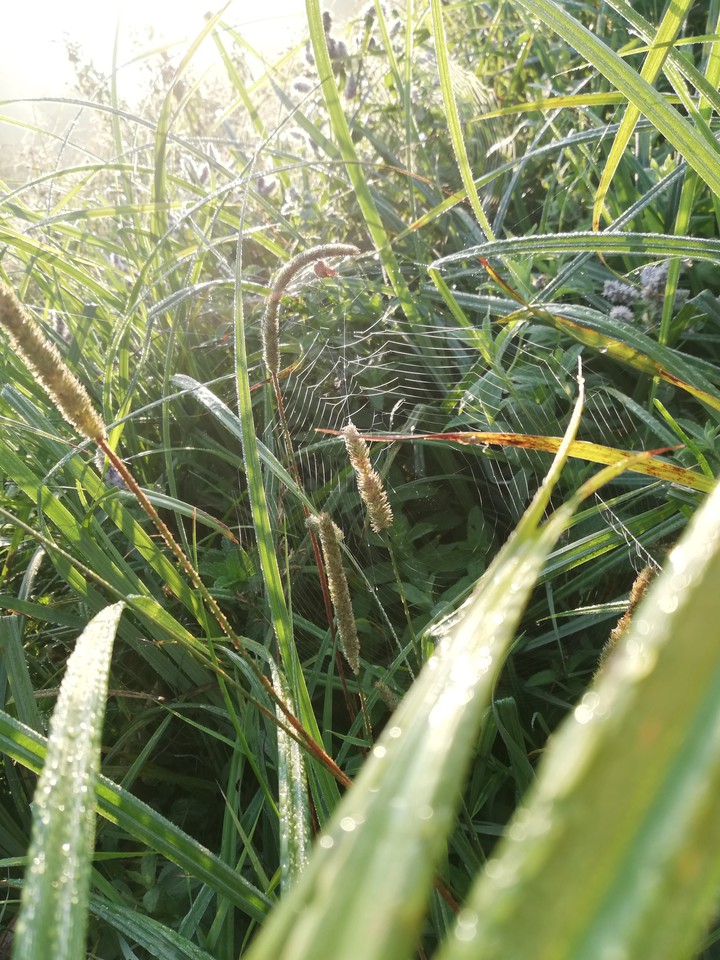 Natura