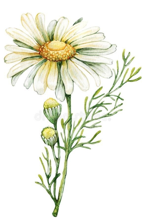 botany, petal wallpapers