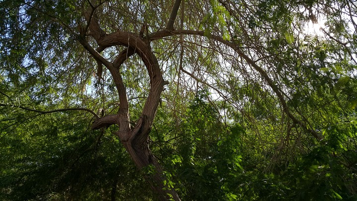 Most tree in Kish island