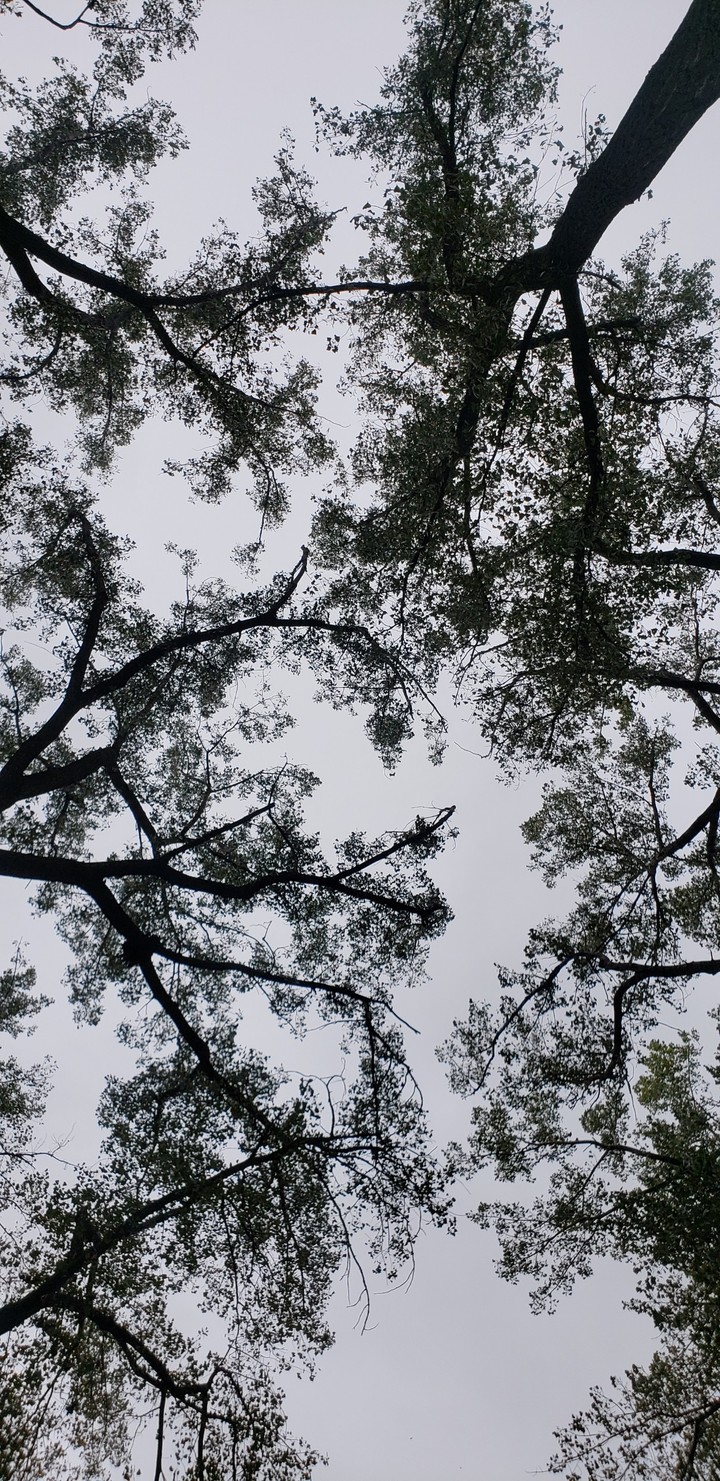 tree puzzle?