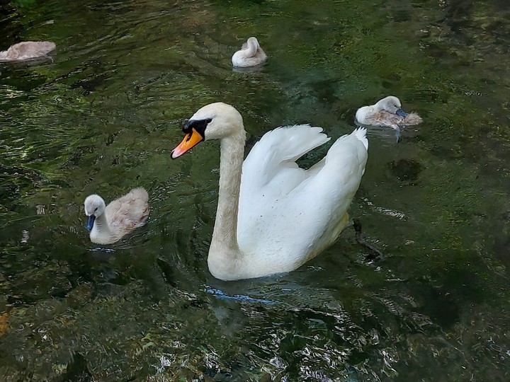 Swan and Cygnets