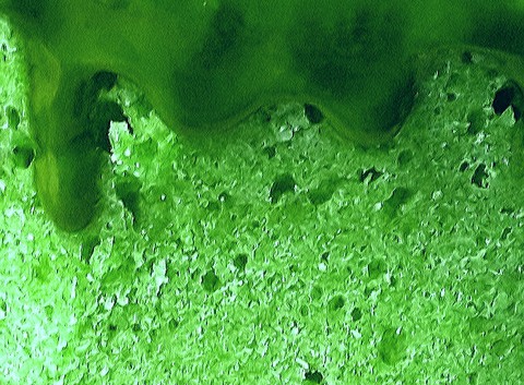 tapety plant, algae