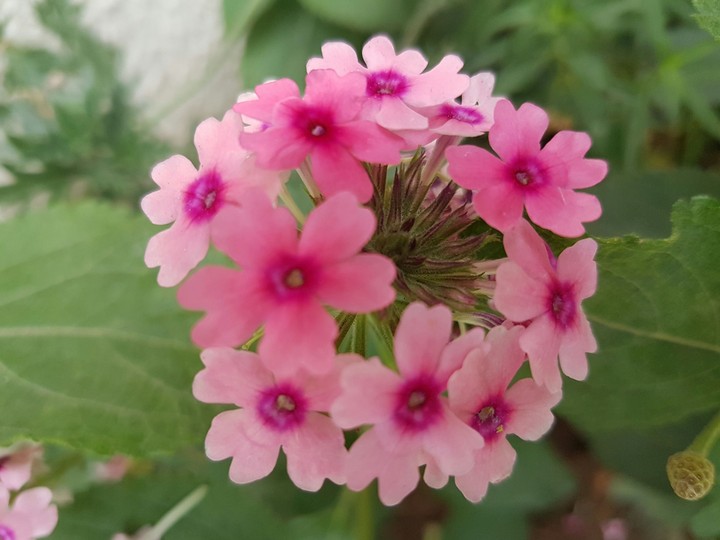 fleur