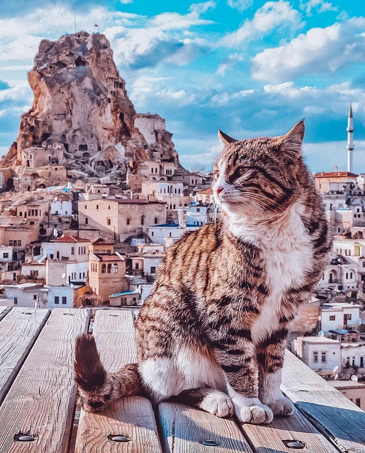 cat