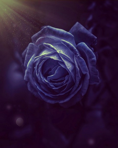 Deep_purple