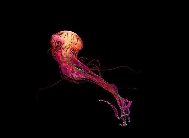 jellyfish