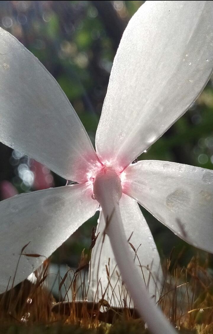 Morning Shine