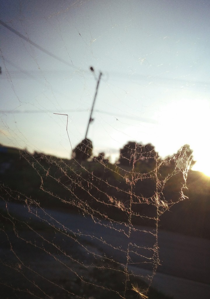 Spider's web