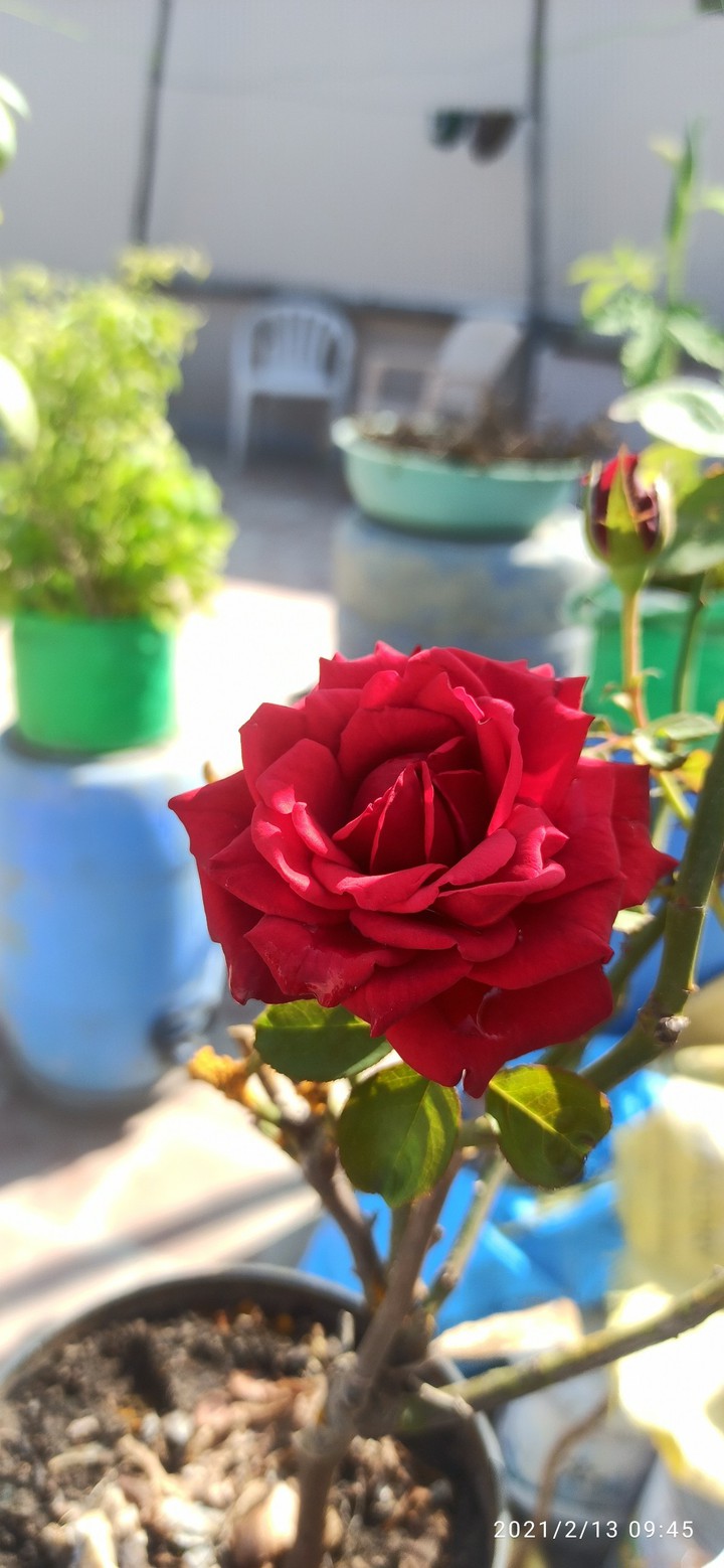 rose