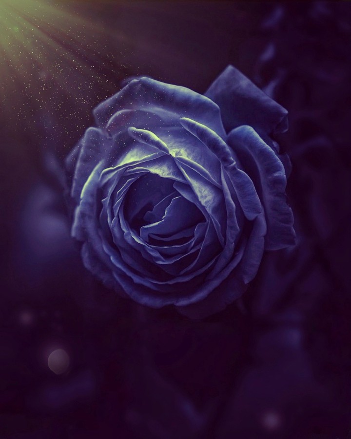 Deep_purple