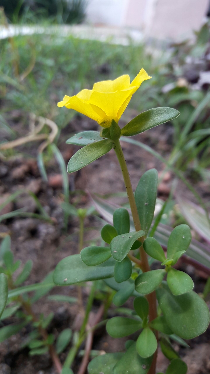 Eleven hours flower!