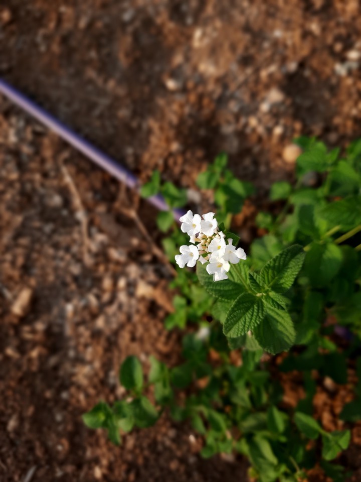 white flower focus