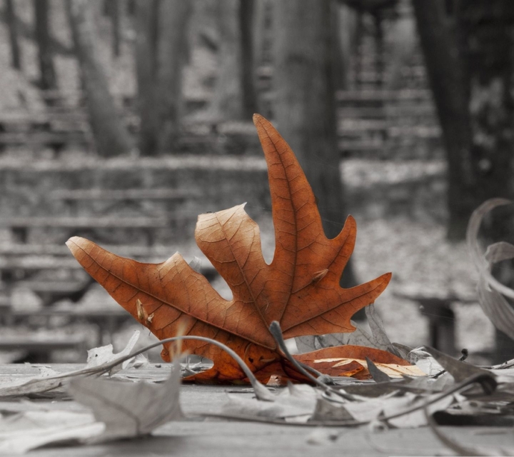 Autumn leaf