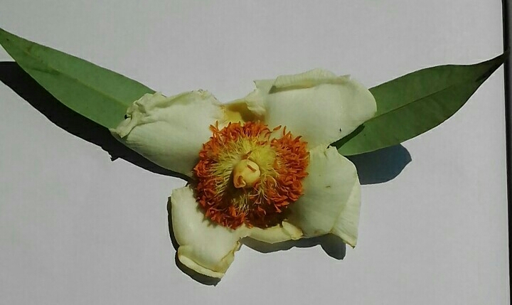 Flower