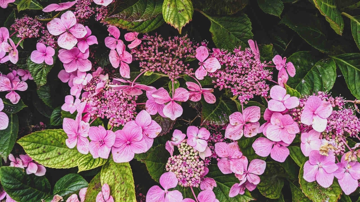 Pinky flowers