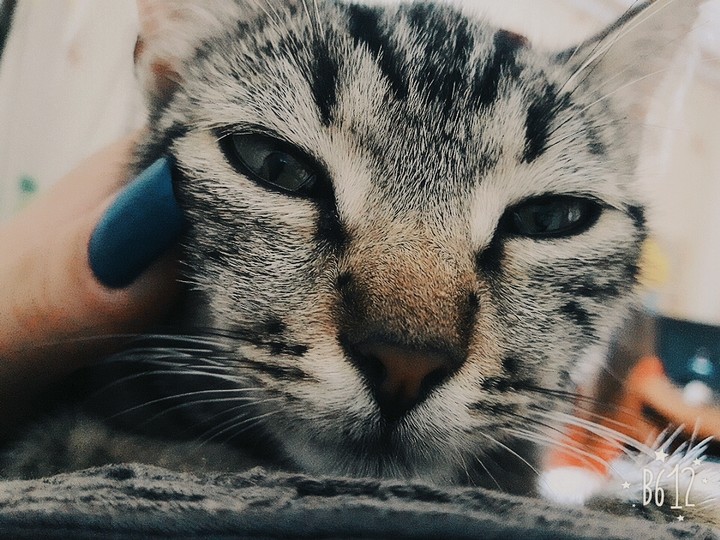 кот