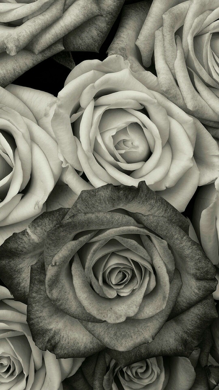 black rose