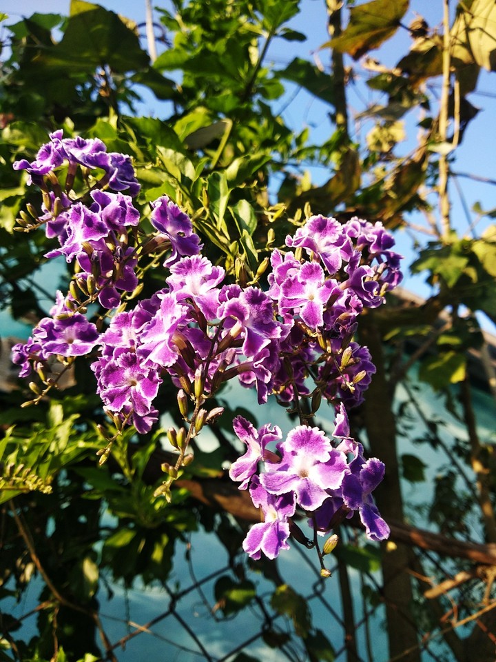 beautiful flower
