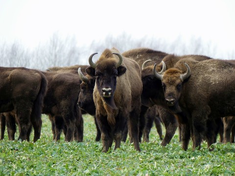 fonds d'écran pasture, Bull