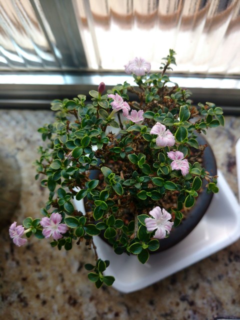 bonsai