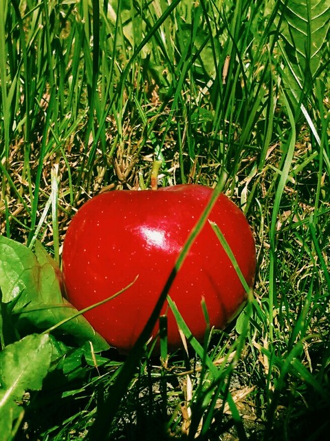 רקעים grass, fruit