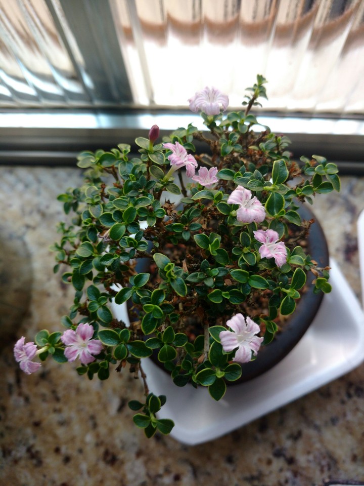 bonsai