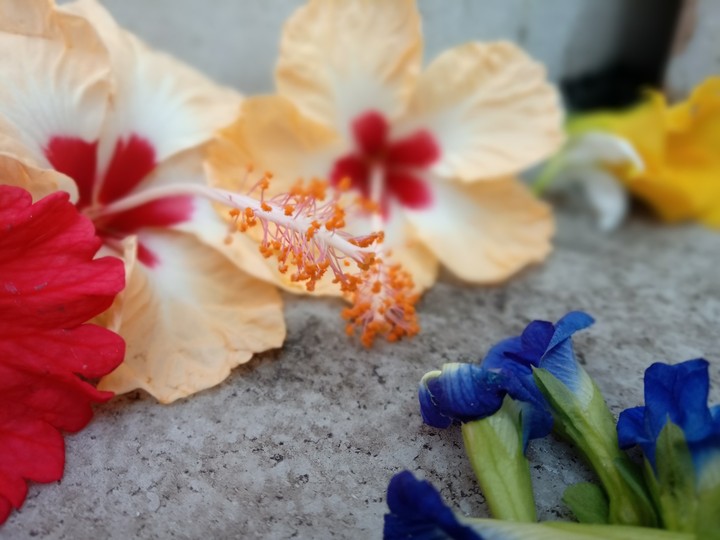 flower