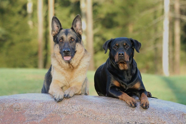собаки