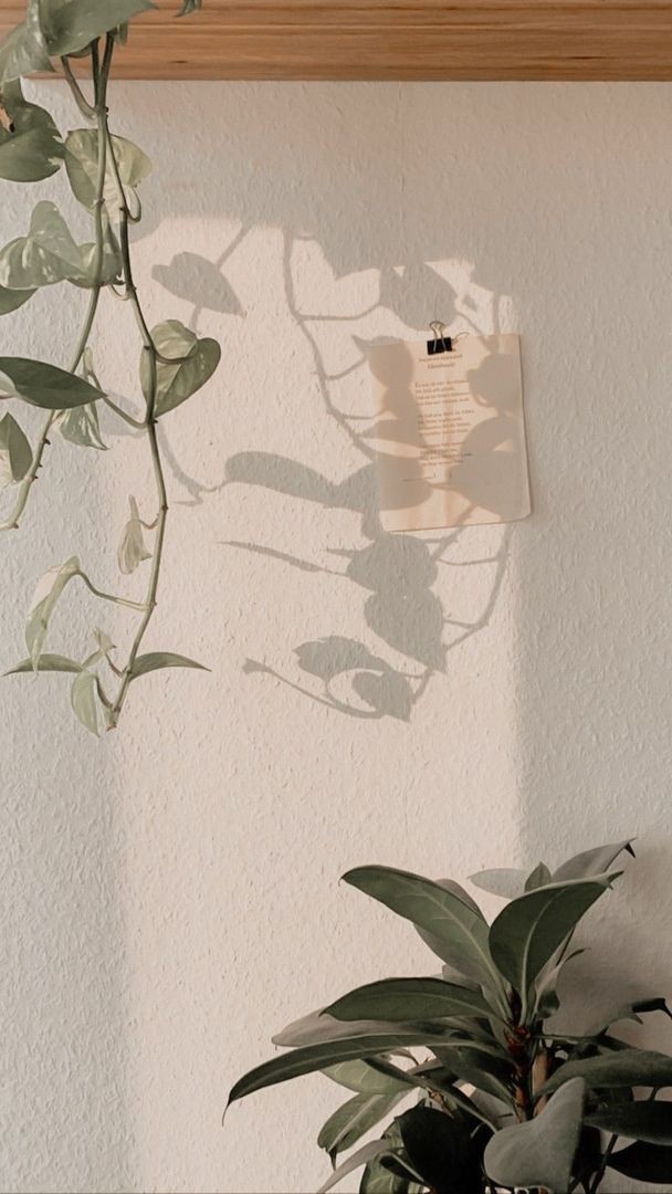 Plants ?
