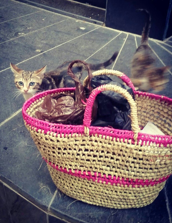 kittyy