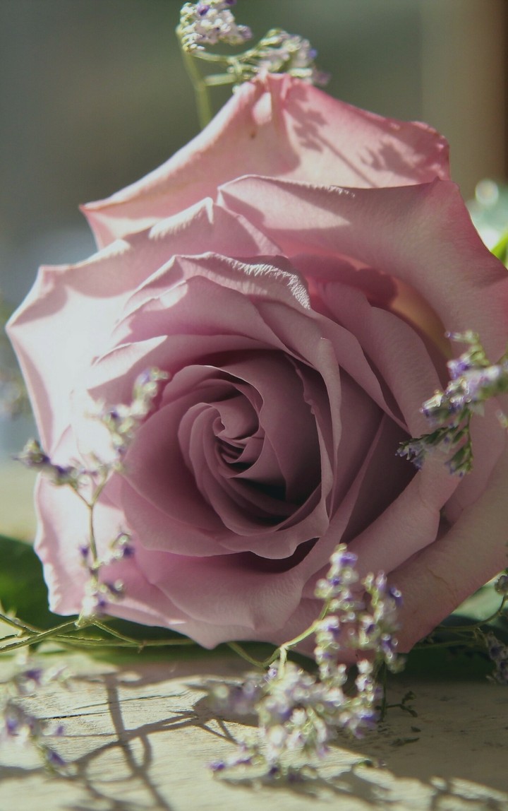 Flor